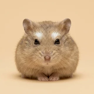 Portrait of Sir Reginald Pellingsworth III, a Roborovski dwarf hamster