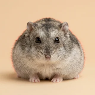 Portrait of Noodle, a Winter White dwarf hamster