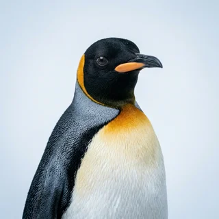 Corporate headshot of an emperor penguin in three-quarter profile