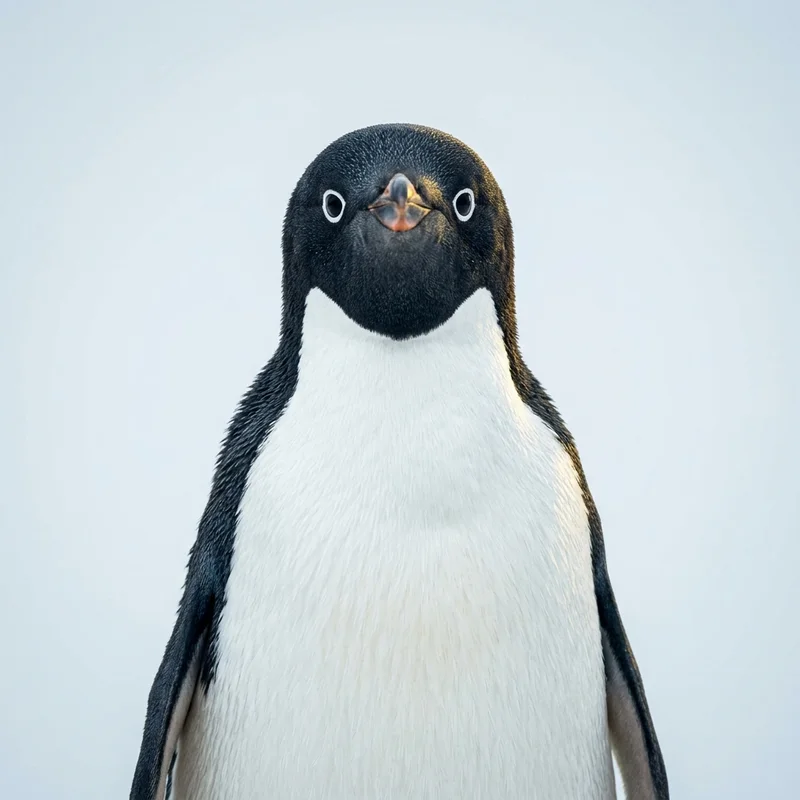 Studio portrait of a female Adelie penguin facing the camera with confident posture