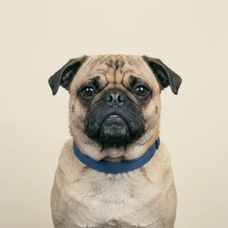 Marguerite, a fawn pug, photographed against a cream backdrop.