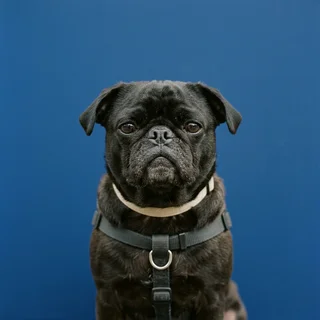 Desmond, a black pug, photographed against a cobalt backdrop.