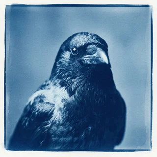 Cyanotype portrait of D. Corvin Hale