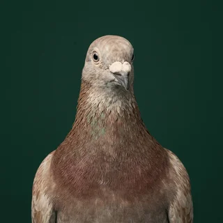 Identification photograph of a fawn and red-brown pigeon