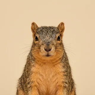 Corporate headshot of Walnut, a fox squirrel