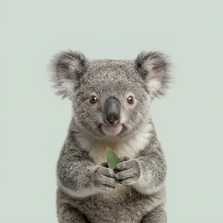 Portrait of Mabel, a joey holding a eucalyptus leaf