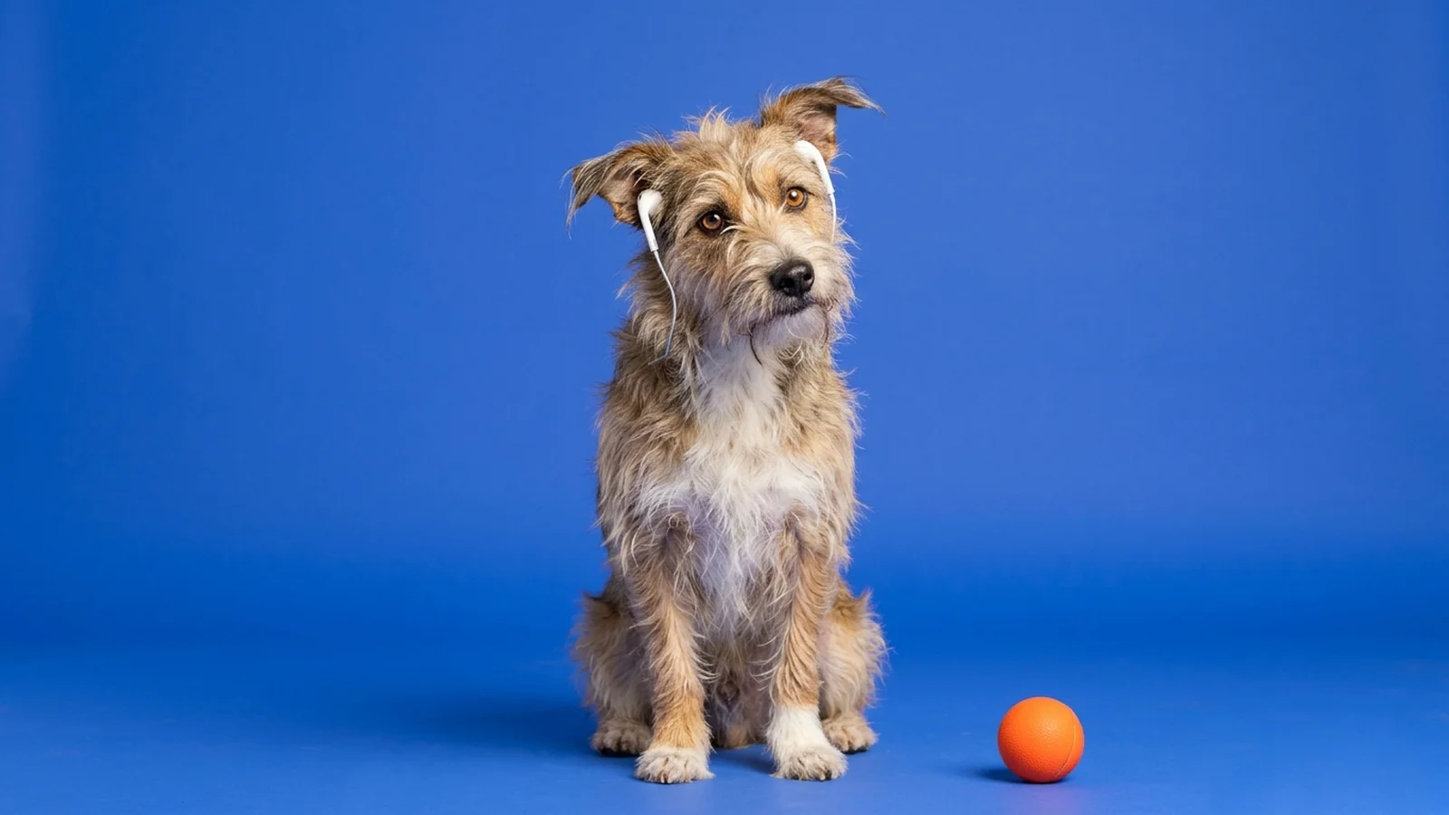 A scruffy terrier wearing earbuds, sitting attentively on a cobalt backdrop next to an orange ball