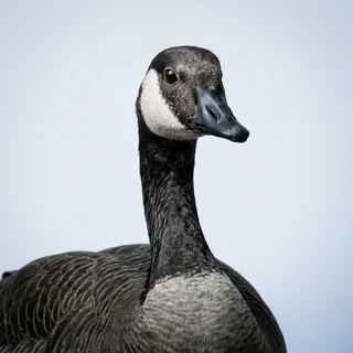 Staff-directory portrait of a Canada goose