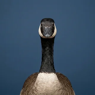 ID portrait of a stern Canada goose facing the camera