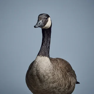 Annual-report portrait of an alert Canada goose