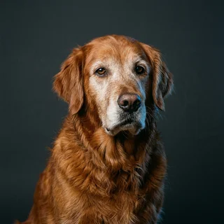 Sergeant Pepper, an older red golden retriever with a grey muzzle, in a formal studio portrait