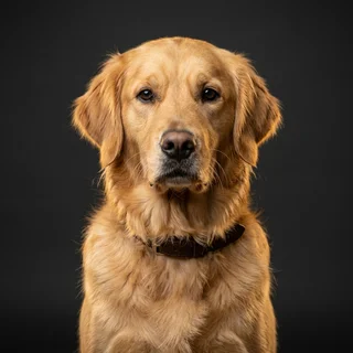 Biscuit, a medium-gold golden retriever, in a formal studio portrait