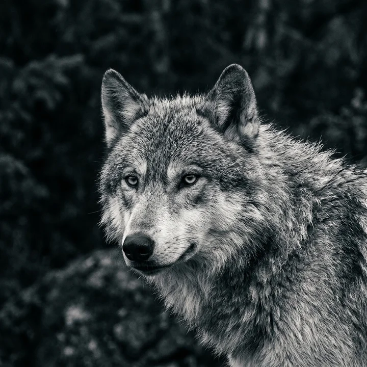 Close portrait of a grey wolf turned three-quarters toward the camera