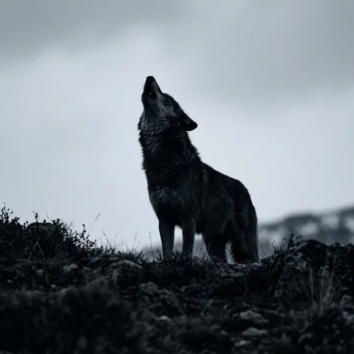 A wolf mid-howl, head thrown back against a pale overcast sky