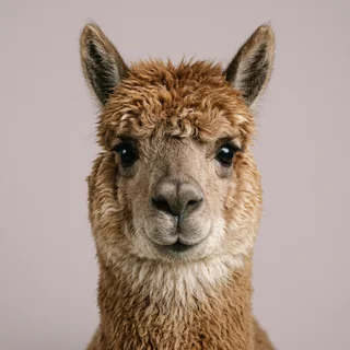 Corporate headshot of Gerald, an alpaca with a calm, neutral expression.