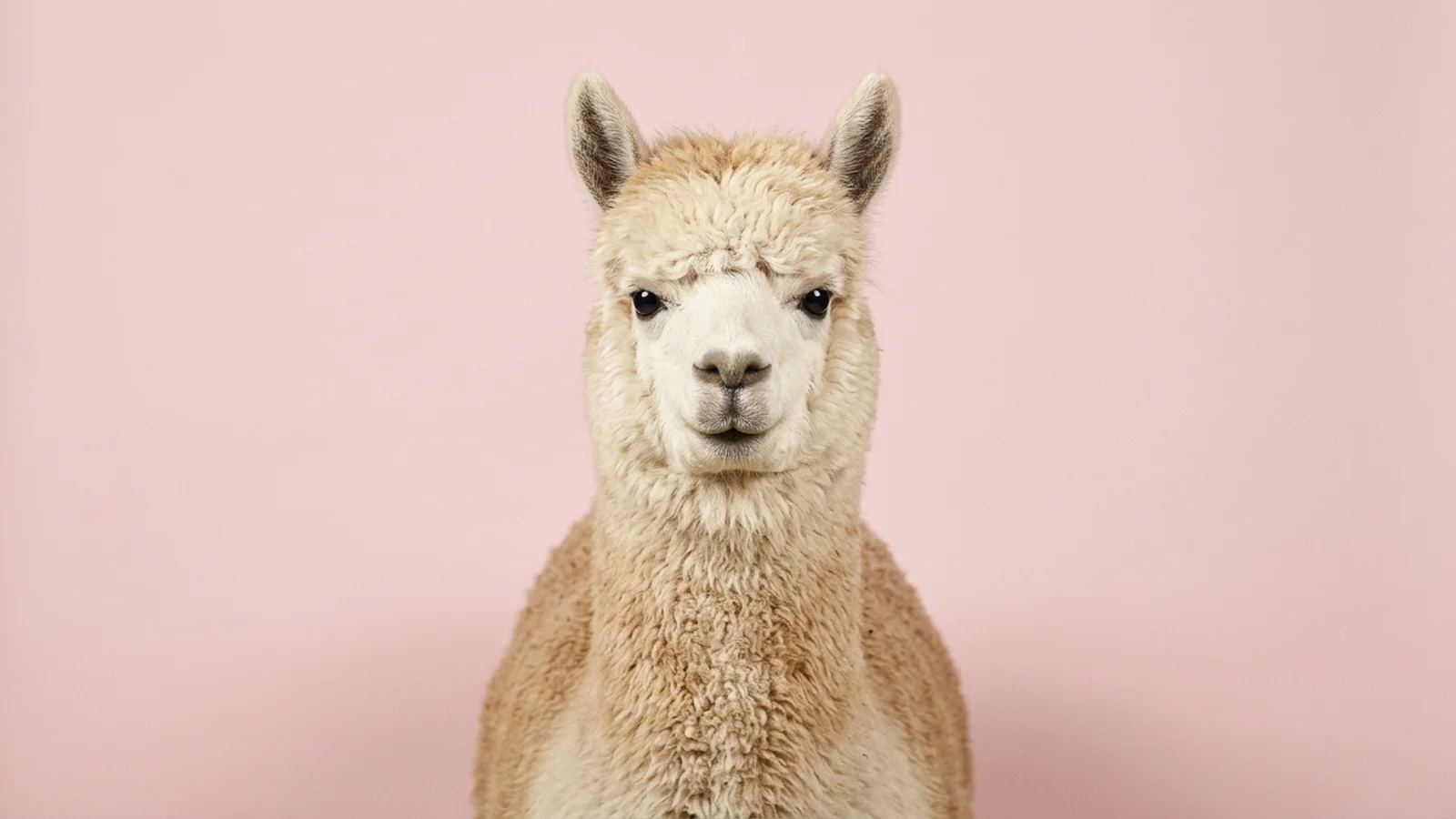 An alpaca facing the camera with a flat, deadpan expression against a blush-pink studio backdrop.