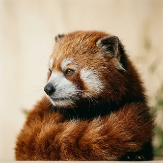 Portrait of Anjali Frond, a red panda columnist, in profile