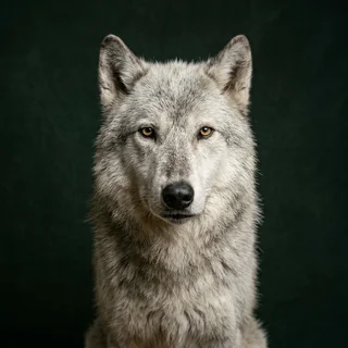 Grey, an older pale wolf, photographed against a dark green studio backdrop