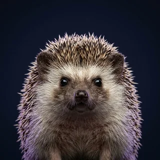Corporate headshot of Beatrix, a hedgehog