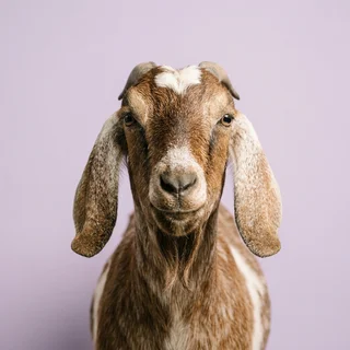Studio headshot of a brown goat with floppy ears