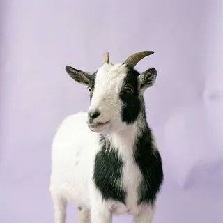 Studio headshot of a small black and white goat