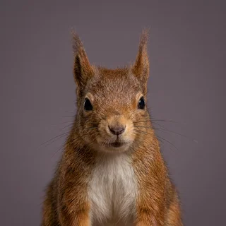 Portrait of Dot Russet-Whitlock, a red squirrel