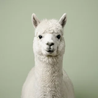 Corporate headshot of a white alpaca