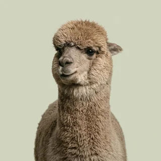 Corporate headshot of a fawn-brown alpaca