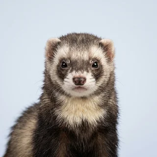 Portrait of a sable ferret, surveilled subject