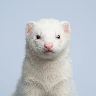 Portrait of an albino ferret, surveilled subject