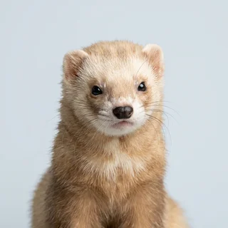 Portrait of a champagne ferret, surveilled subject