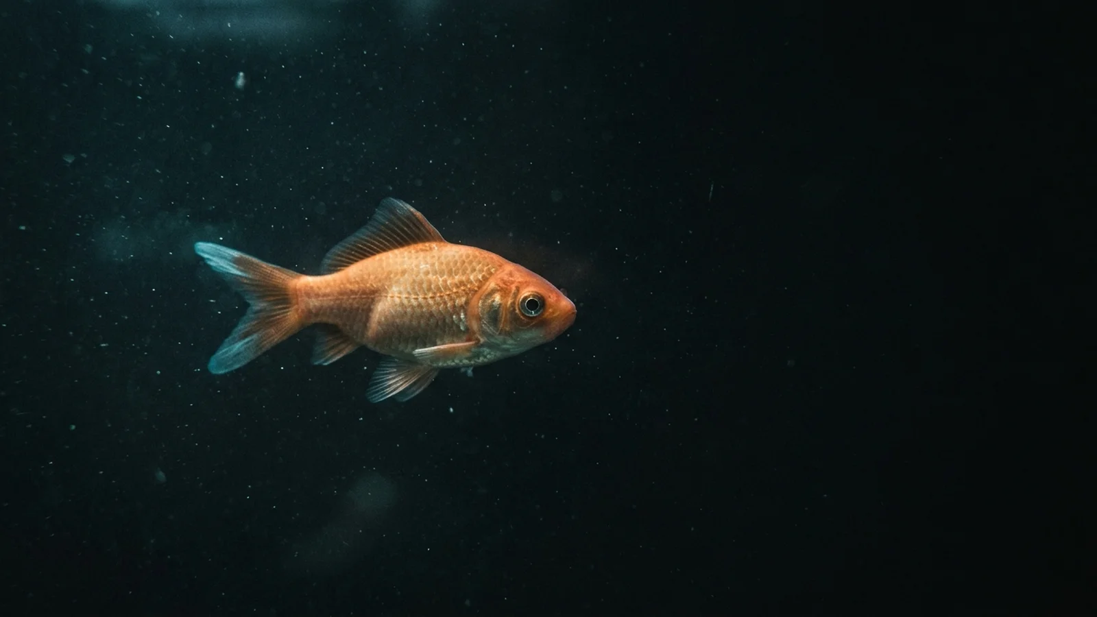 Surveillance feed of a single goldfish suspended in dark water