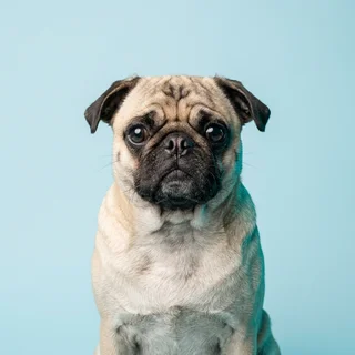 Headshot of Reginald, a fawn pug, facing the camera.