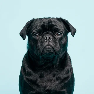 Headshot of Moira, a black pug, facing the camera.