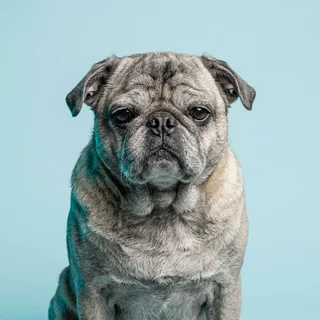 Headshot of Dusty, an elderly fawn pug with a grey muzzle, facing the camera.