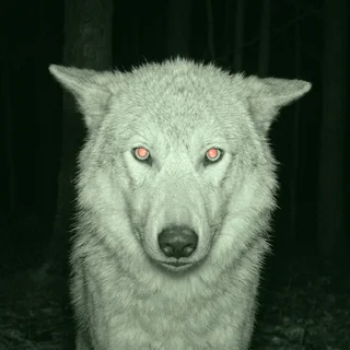 Trail-camera portrait of Kasimir, a young grey wolf
