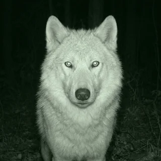 Trail-camera portrait of Dagny, a broad adult grey wolf