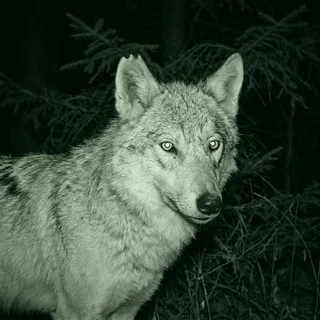 Trail-camera portrait of Ruslan, a scruffy grey wolf with a torn ear