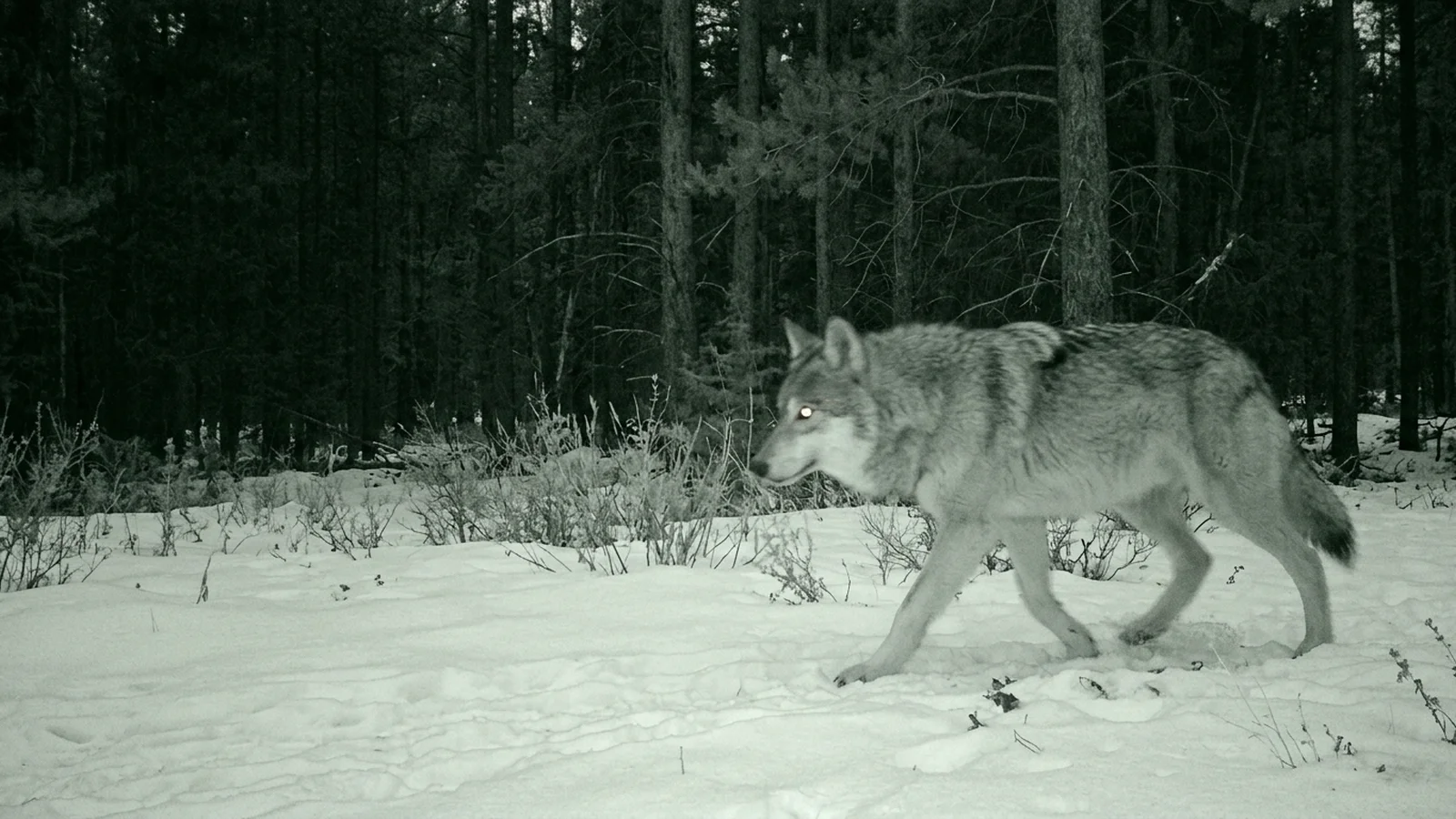 Infrared trail-camera capture of a grey wolf walking across snow at night, eyes lit by the flash