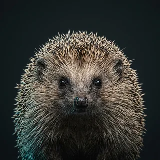 Portrait of a hedgehog against a dark backdrop.