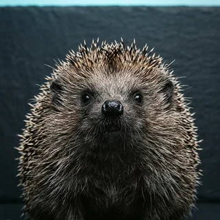 Portrait of a hedgehog photographed from below against a dark backdrop.