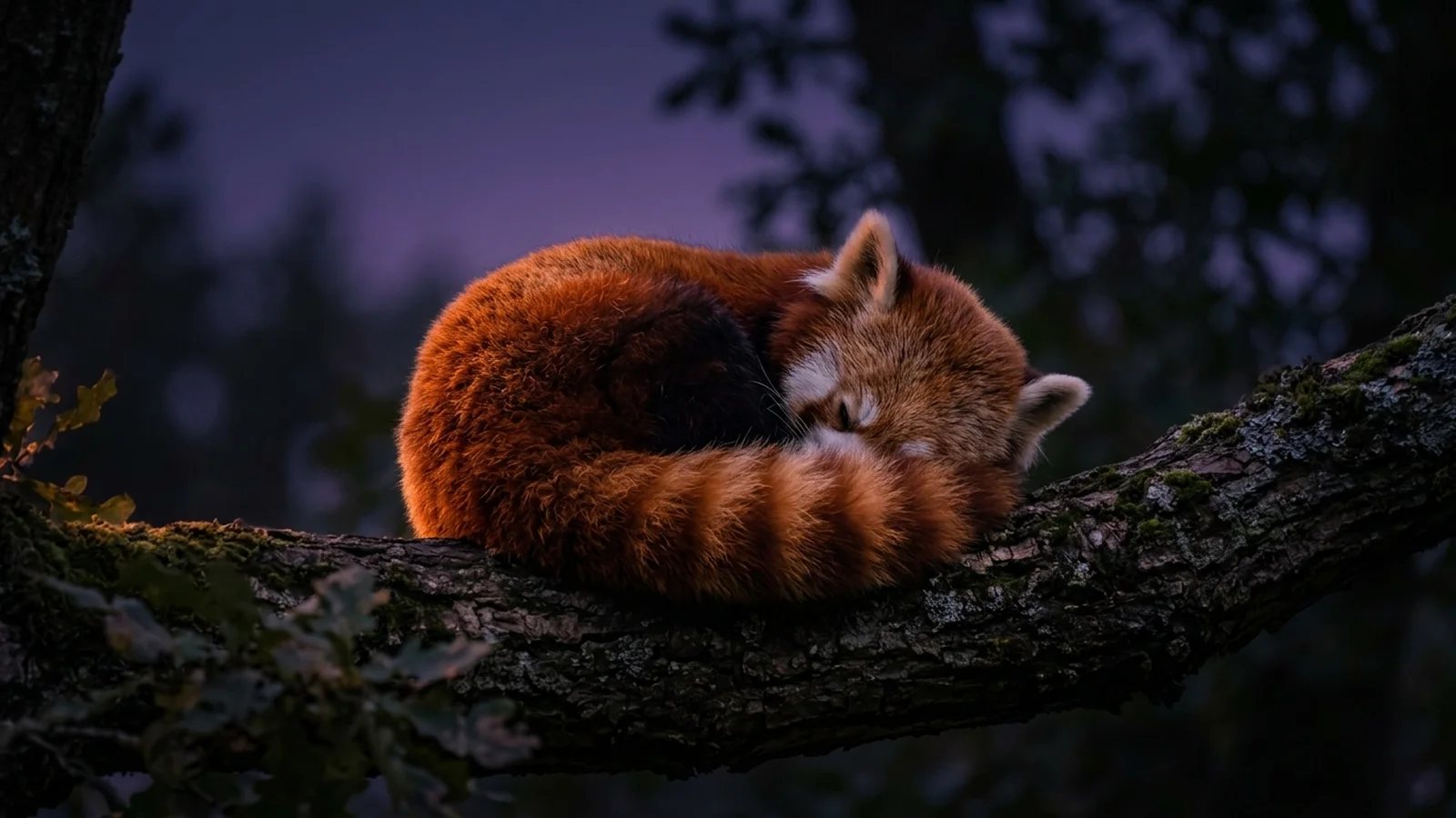 A red panda asleep on a branch at dusk, currently live