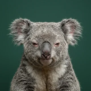 Doug Ironbark, a koala