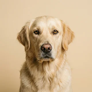 Penny, a cream golden retriever
