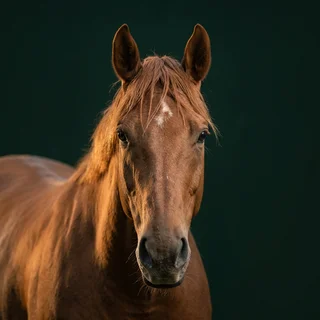Portrait of Marjoram, a chestnut mare