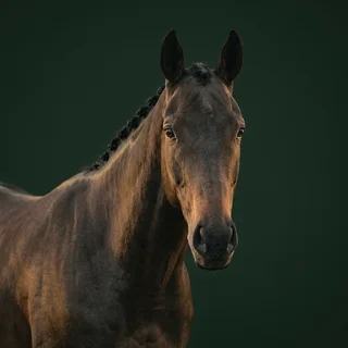 Portrait of Dutch Interior, a dark bay gelding