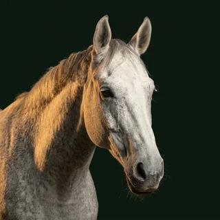 Portrait of Something Borrowed, a dappled grey mare