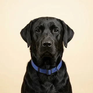 Corporate headshot of a black labrador