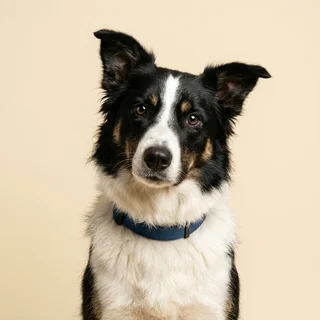 Corporate headshot of a border collie