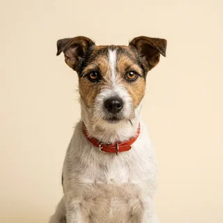 Corporate headshot of a jack russell terrier